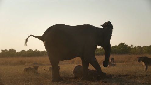 小象遭遇狮群攻击象妈妈彻夜守护