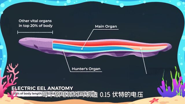  毛毛球超能力:海洋生物科普