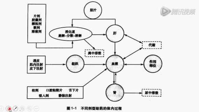 药物的体内过程