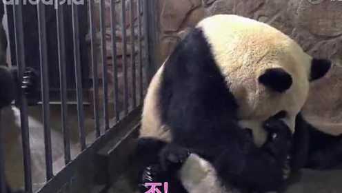 《大话熊猫》第二季  熊猫麻麻专业坑娃20年