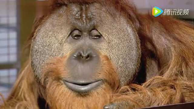 orangutan understands 72 words extraor