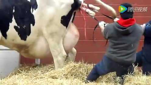 奶牛妈妈难产 场主抢救小牛 这过程太揪心了 看到最后放心了