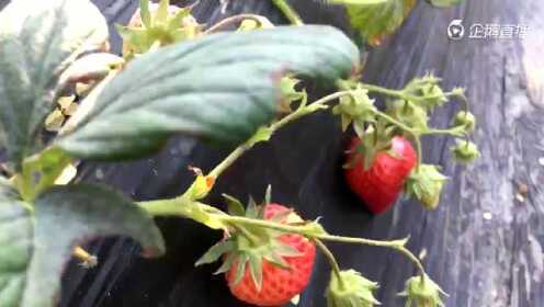 草莓百分百