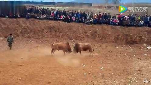 云南邱北斗牛： 两头牛狂奔对撞，众人欢呼