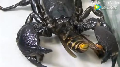 蝎子与亚洲大黄蜂的真正的战斗！