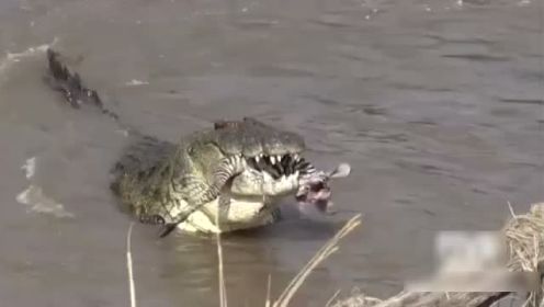 悲惨斑马过河被鳄鱼开膛破肚 几条大鳄强食！