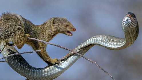 实拍猫鼬大战剧毒非洲树蛇 过程激烈十分罕见