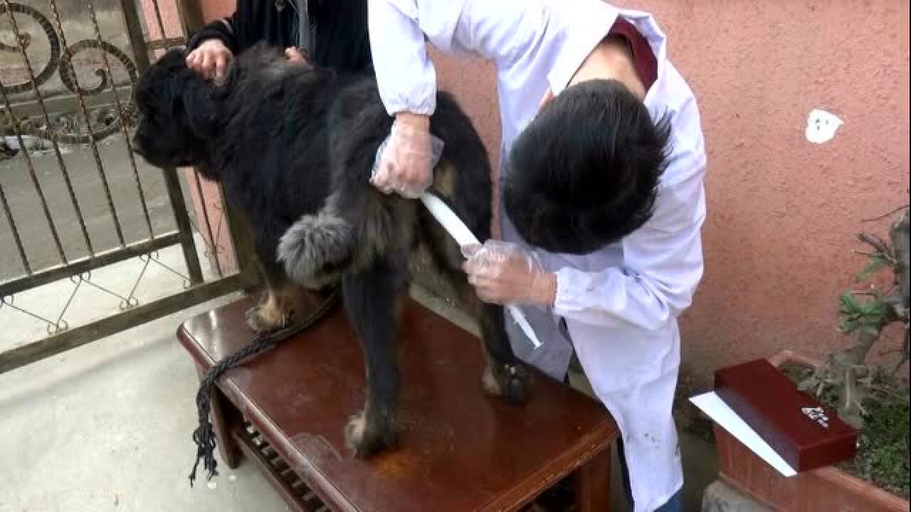 犬人工受精教程（无广告）_腾讯视频