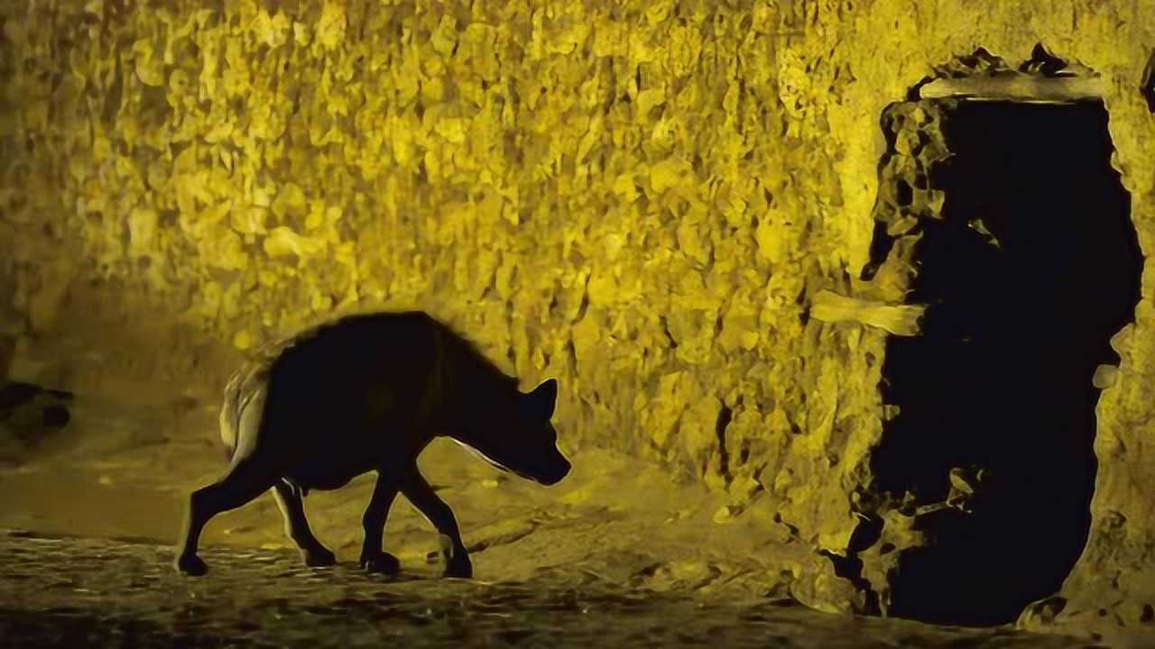 2016年12月9日发布02:09成精了,鬣狗们每天到肉铺给人要肉要骨头吃.