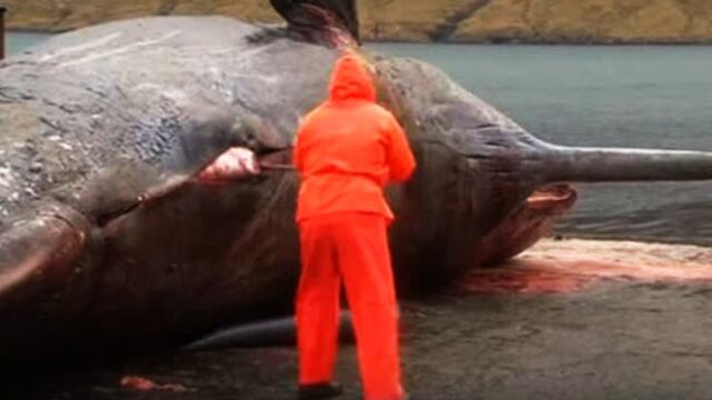 惨不忍睹实拍50吨鲸鱼爆炸击中男子面部