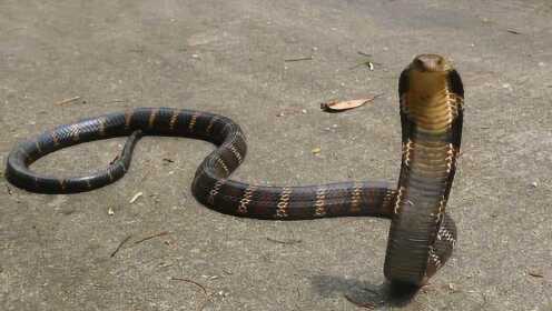 5米长森王蛇吞食响尾蛇上演"蛇吞蛇",这种蛇太强悍!0:08:12简 介:一条