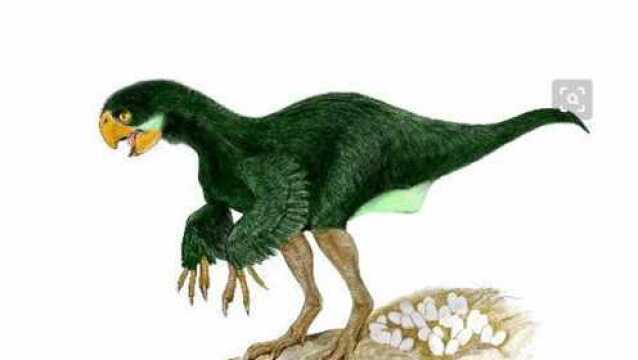 鹰嘴单爪龙形似鸟类实则不是鸟