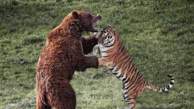 老虎大战棕熊看看谁厉害