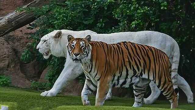 比东北虎还要壮硕的孟加拉虎真霸气雄狮来能否挨它一拳