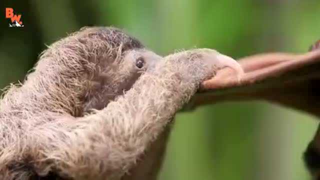 动物专家兼冒险家coyotepeterson与他心目中世界上最萌的小树懒的互动