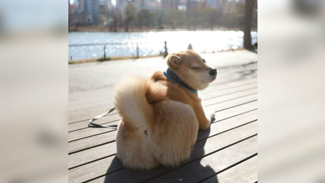 猫宝哥哥02:00狗狗炫耀新鞋子,还要抢裙子穿,结果被丑到自闭小煌煌01