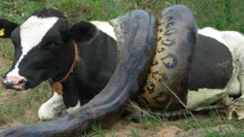 超级巨蟒吞食一头壮牛，感觉蟒蛇吃东西真痛苦，肚子都快要爆炸！