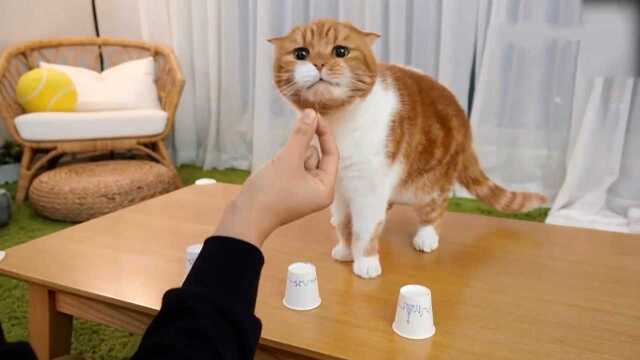测试橘猫的智商,橘胖果然名不虚传!