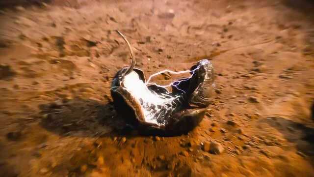 虫族进化出自杀式袭击的自爆虫!