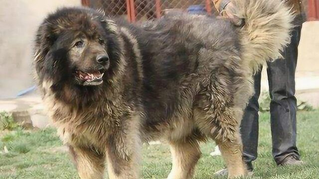 160斤藏獒与185斤高加索犬终极对决,犬中之王的对决开始了