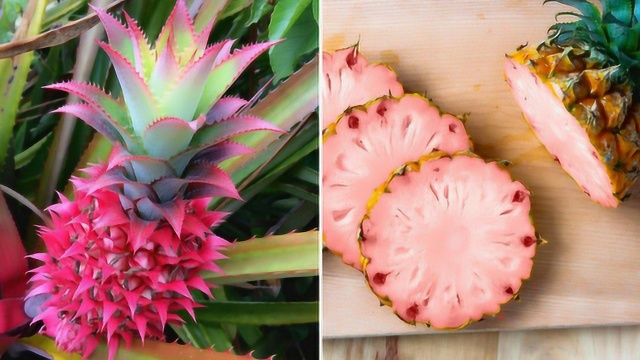 少女心爆发梦幻粉红色菠萝终于流出市面了情人节有着落了