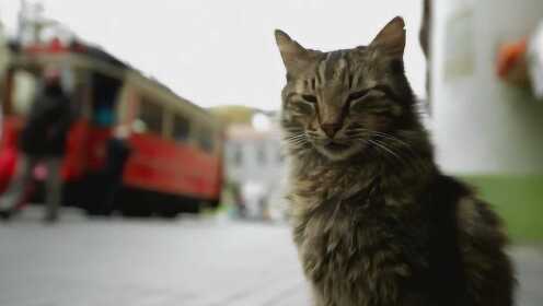 特条丨「伊斯坦布尔的猫」中文预告