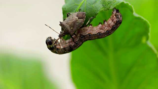 蠋蝽捕捉视频天敌昆虫对烟草害虫的捕食