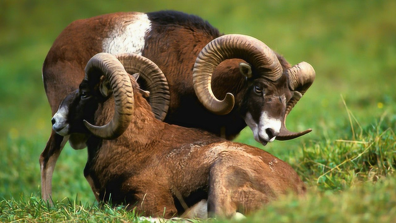 动物世界母山羊生育全过程太伟大了