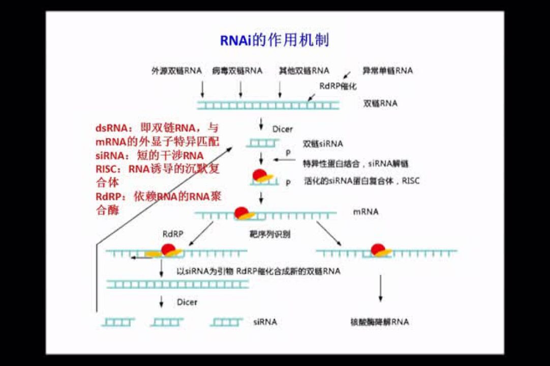 98“RNA干扰（RNAi）”之歌_高清1080P在线观看平台_腾讯视频