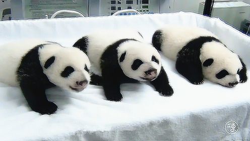 世界唯一的熊猫三胞胎，刚出生仅巴掌大，撒娇抱大腿萌翻啦
