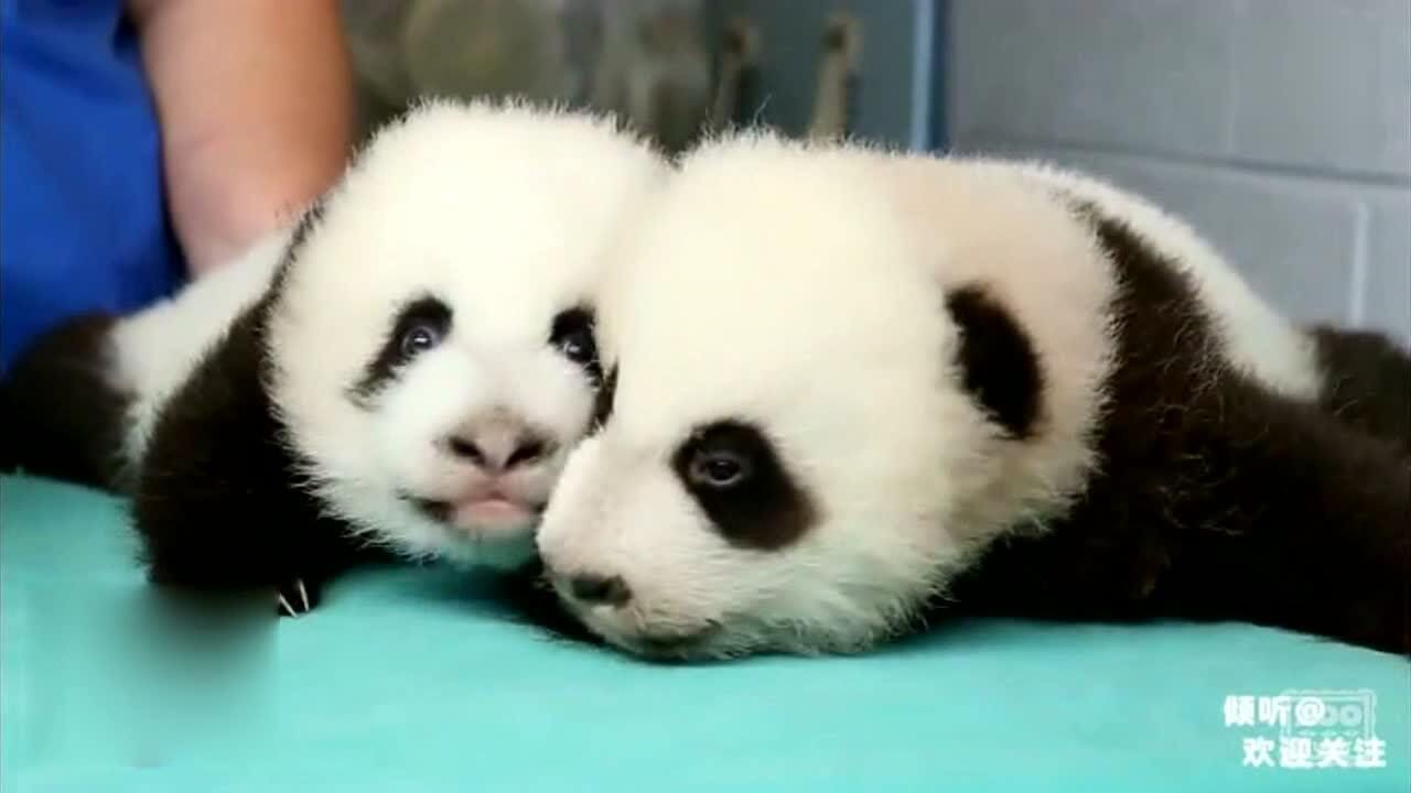 原来大熊猫小时候是这样的？大熊猫从出生到100天全记录，萌翻_高清