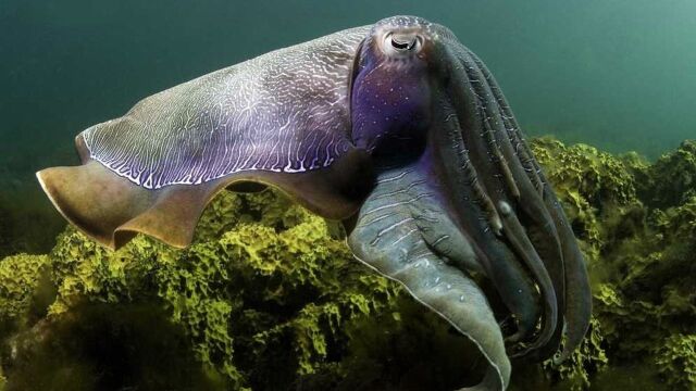 大乌贼捕食螃蟹精彩瞬间先迷惑受害者然后瞄准目标一击即中