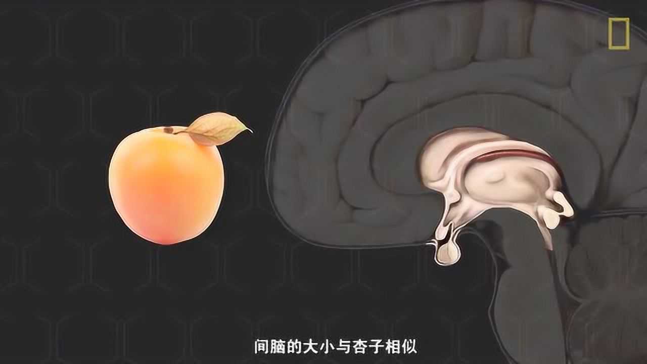 科普101：一个视频彻底搞清人脑的构造_高清