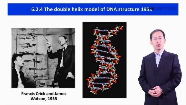 6.2克里克的dna双螺旋模型