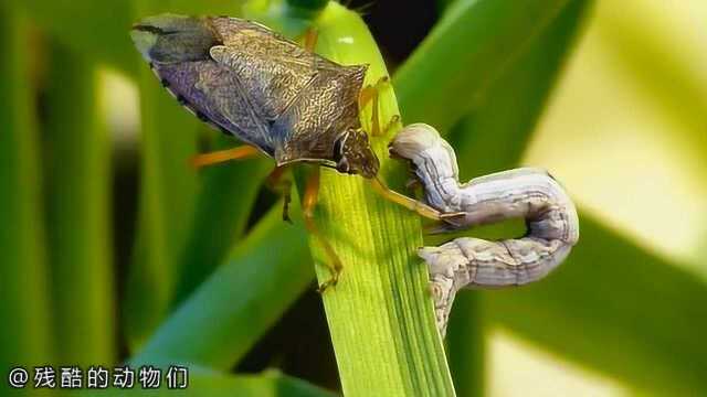 斑腹刺益蝽臭虫vs尺蠖毛虫