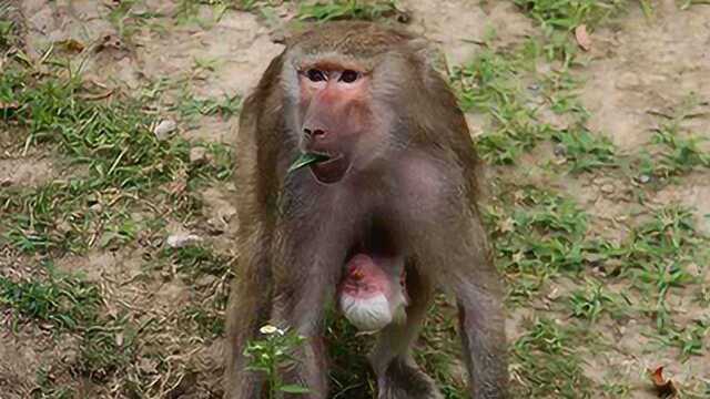 一帮公狒狒看上狒狒王娇妻狒王被打败后宫被占领