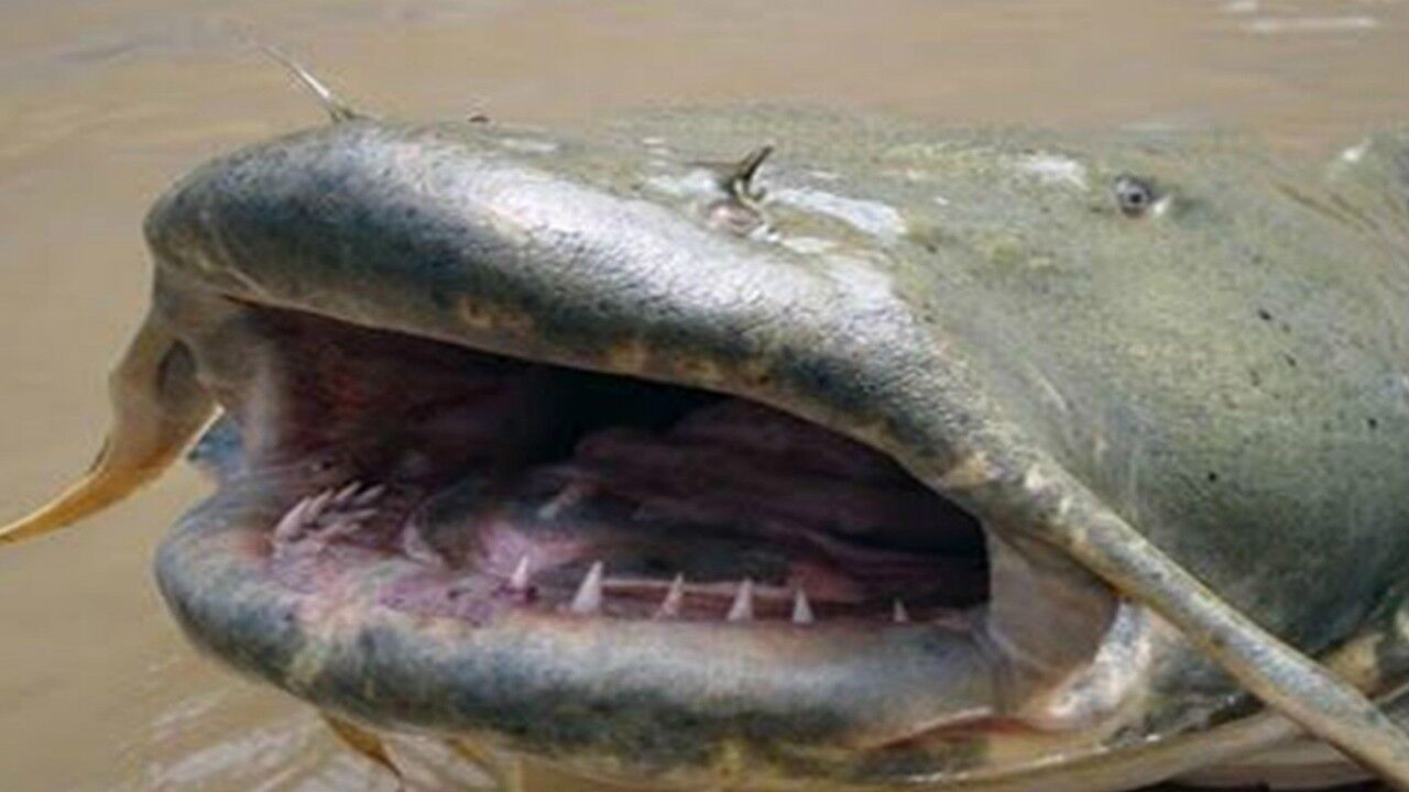 吃印度人尸体长大的巨型鲶鱼，坦克鸭嘴鲶，世界最大的鲶鱼之一_腾讯视频