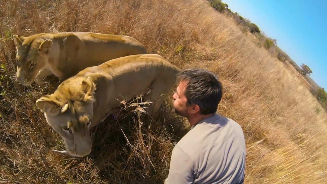 狮语者凯文与狮子和斑鬣狗同处非洲草原的传奇故事