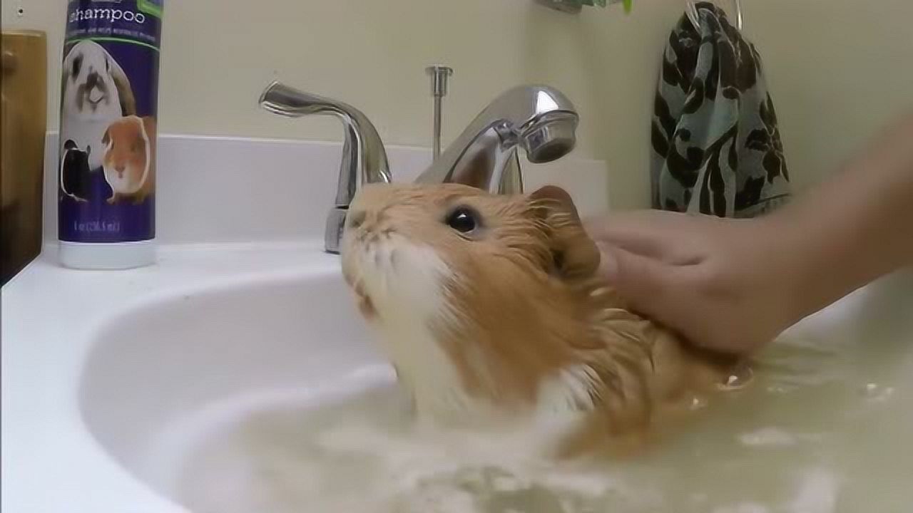 仓鼠洗澡眼睛都不眨一下,太萌了!