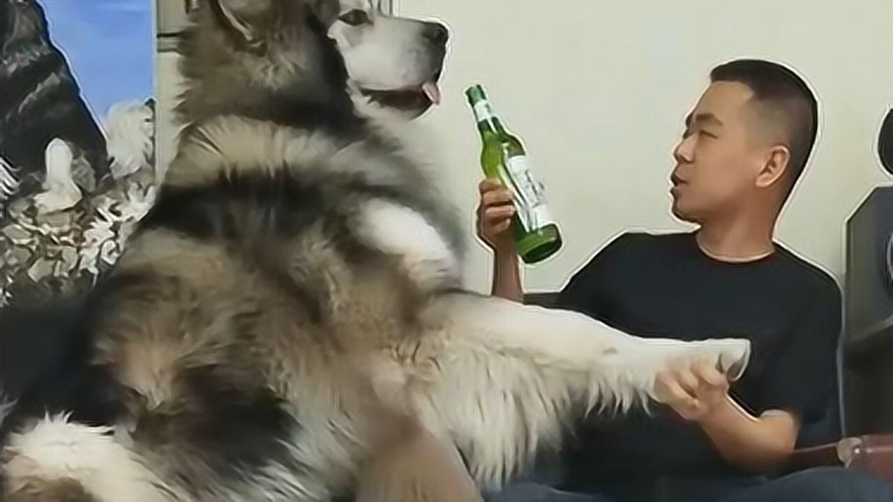 主人请公爵喝啤酒结果啤酒直接喷出来了公爵一脸懵