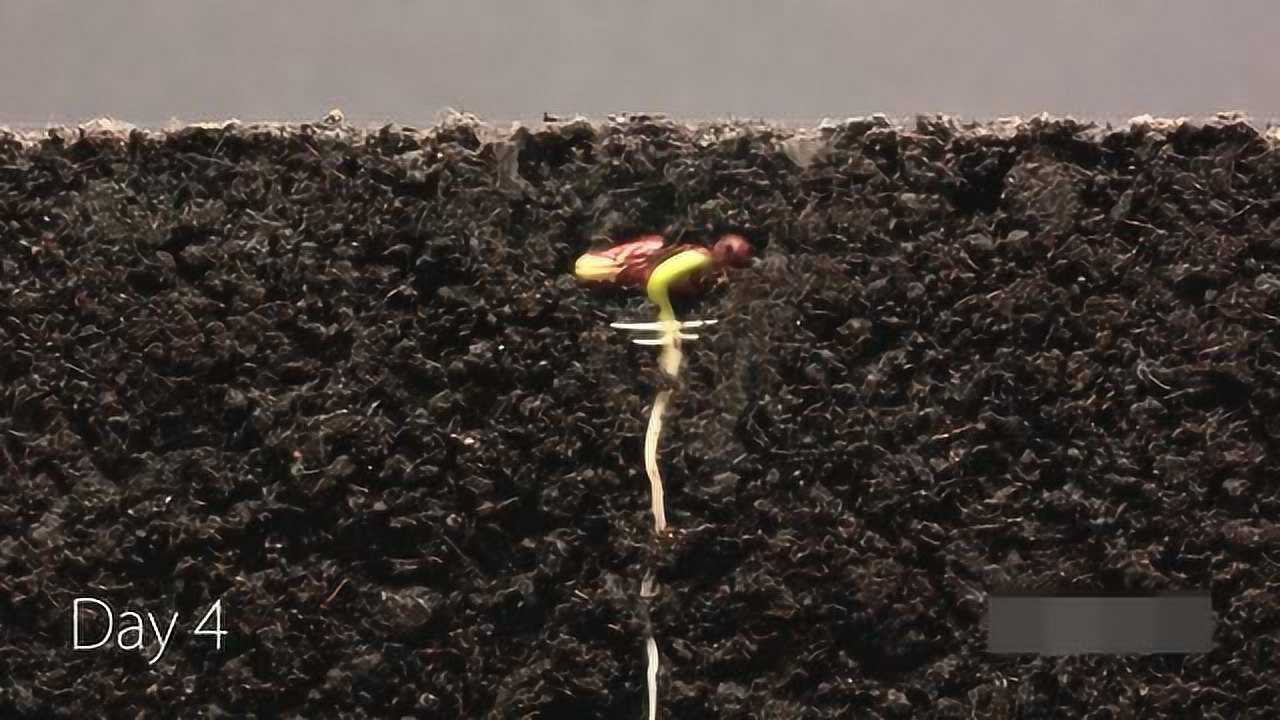 生命之美种子在泥土里25天生根发牙成长过程
