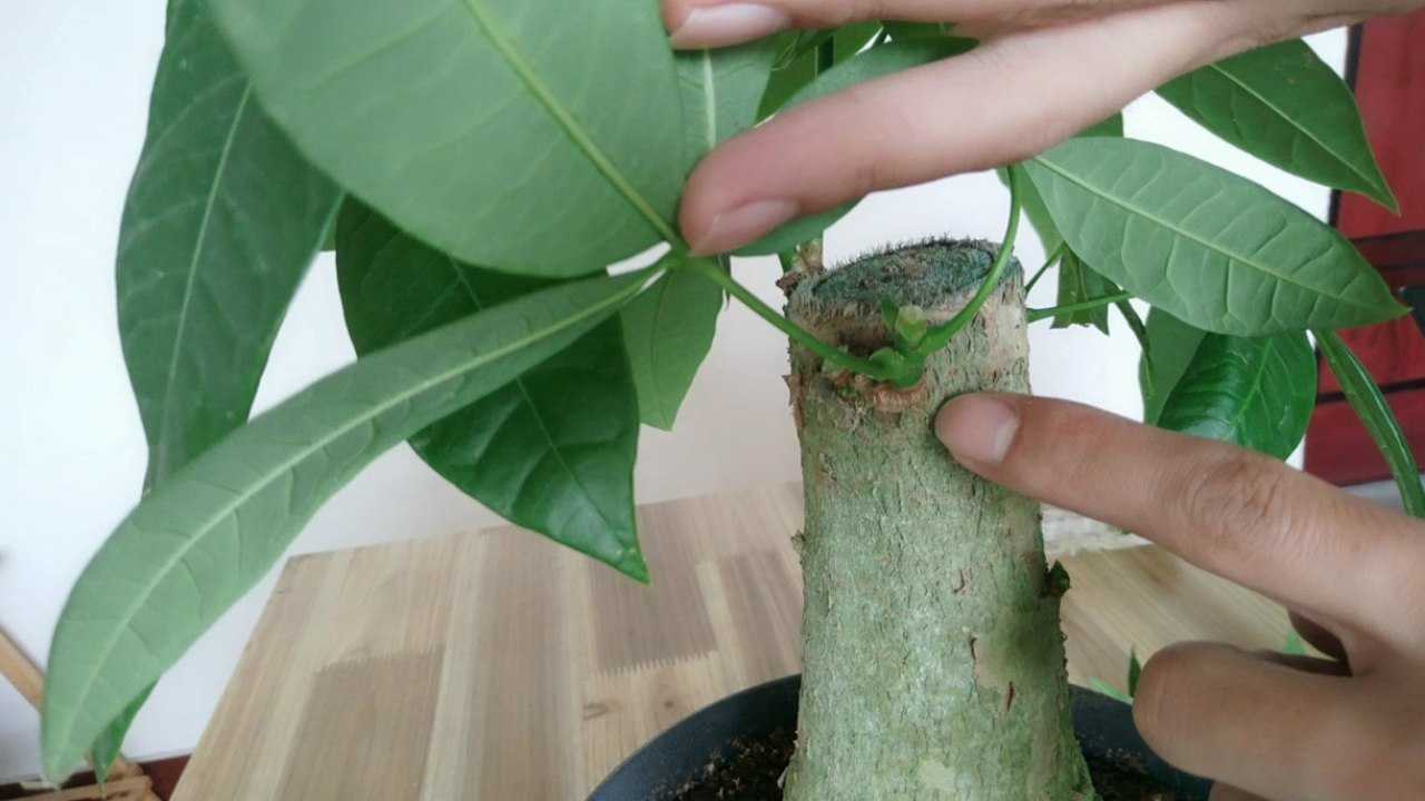 像这样修剪发财树1把剪刀3分钟搞定一学就会