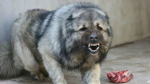 两只超巨型的高加索犬,刚11个月大,长大绝对是雪中的霸主!