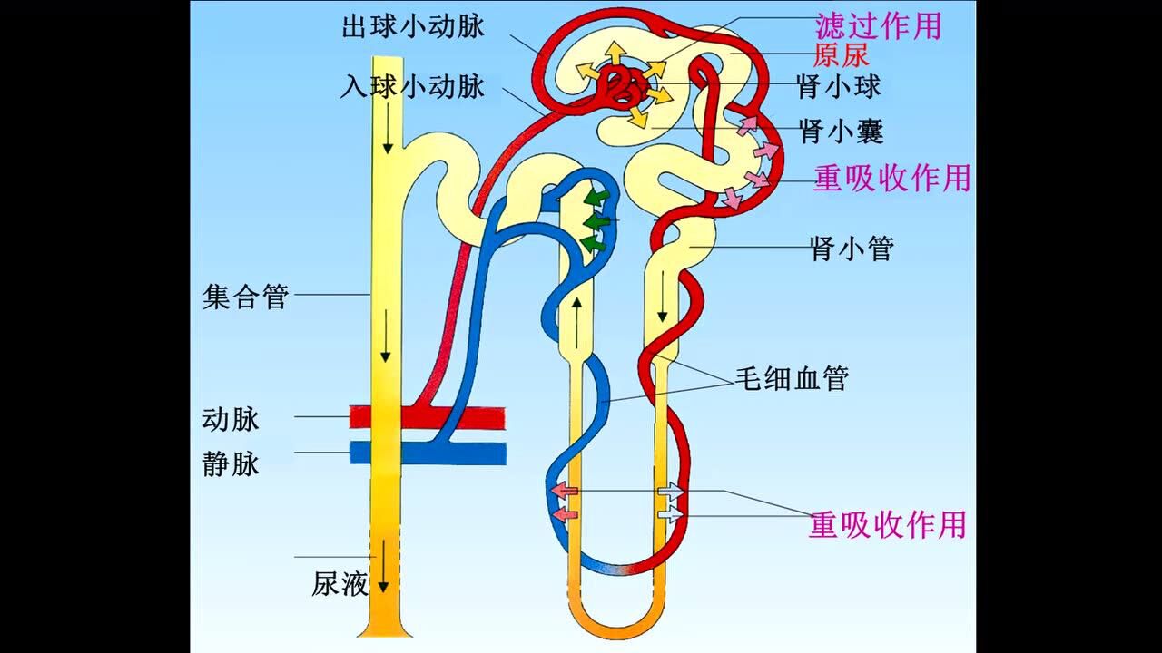 尿生成的过程图片