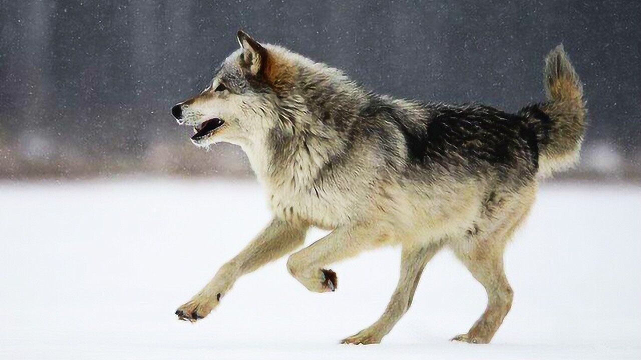 很多成语都是关于狼狈的狼倒是了解但狈真的存在吗