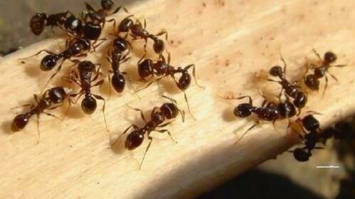 家里有蚂蚁别在用热水烫了教你一招轻松消灭蚂蚁窝简单又实用