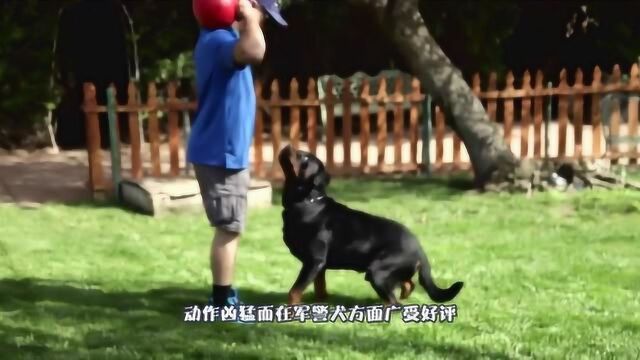 什么品种的狗狗最聪明?世界十大聪明犬种排名,你家的狗入围了吗