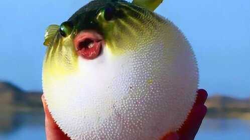 过度膨胀的河豚用针扎一下,会发生什么事,答案让人意想不到
