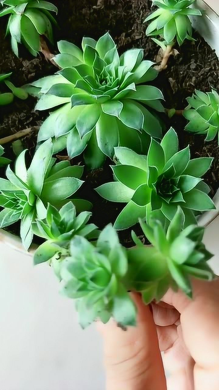 观音莲怎样繁殖成活率高