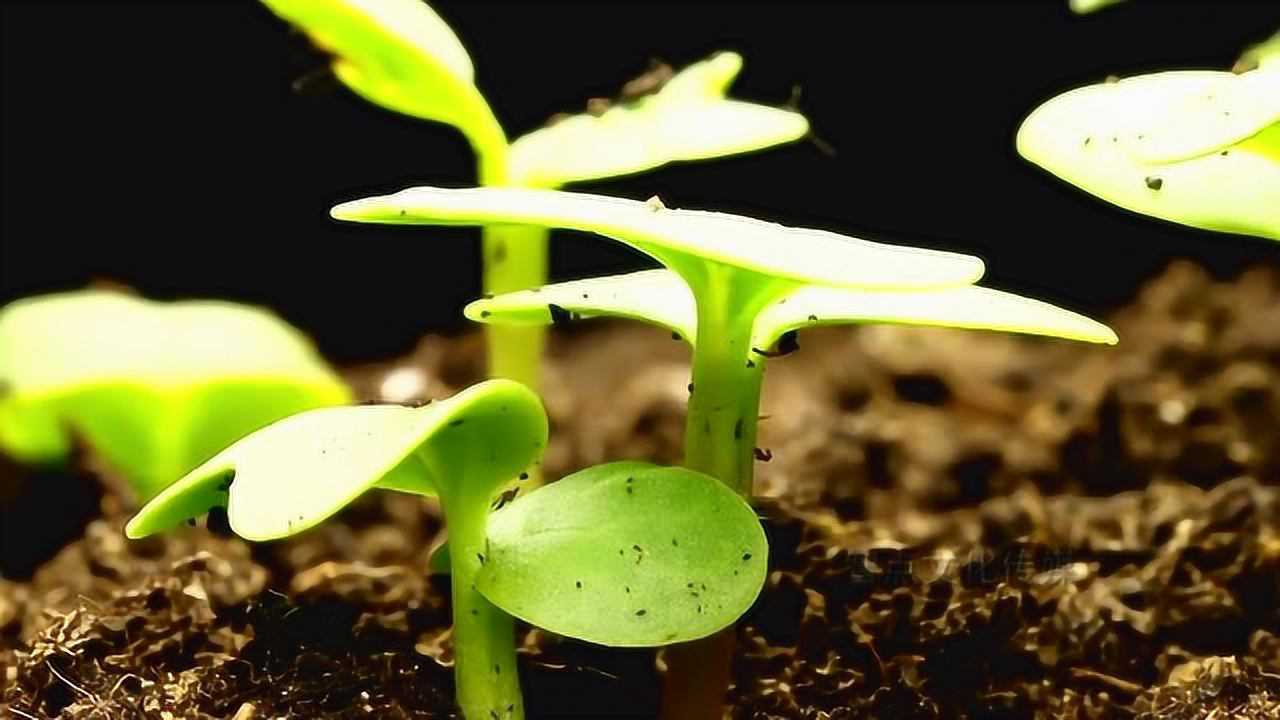 延时拍摄，记录植物破土而出的精彩瞬间，简直太美妙了_高清